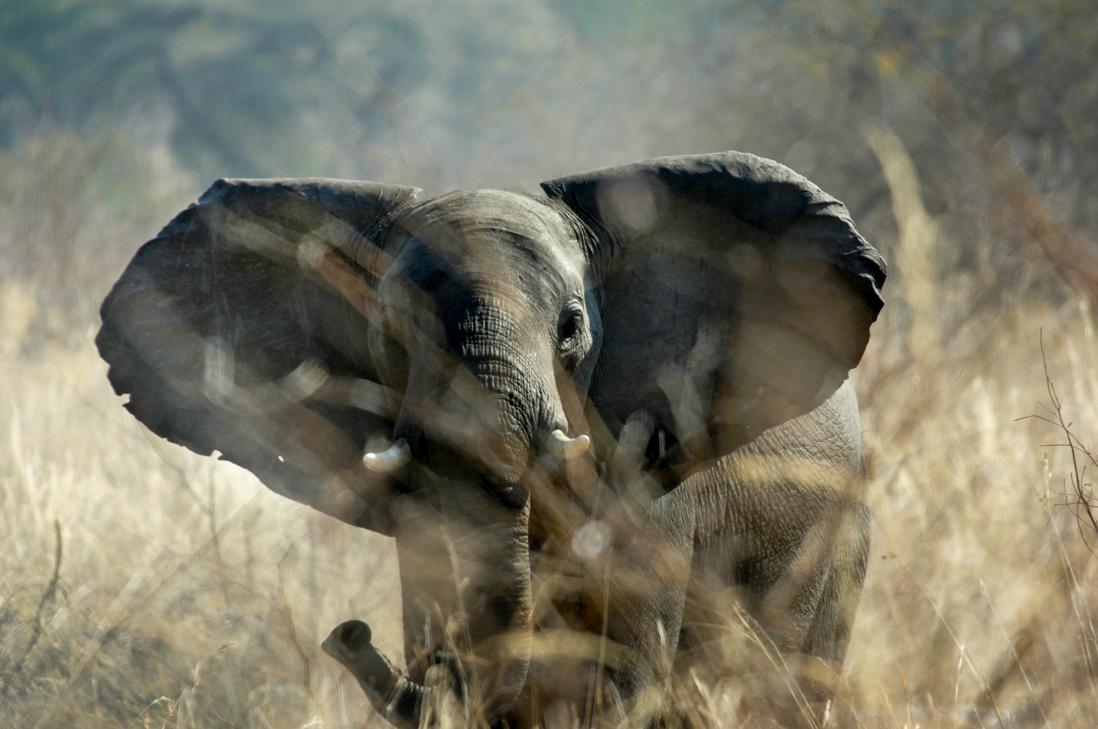 Elefant im Mudumu N.P. - Caprivi Strip